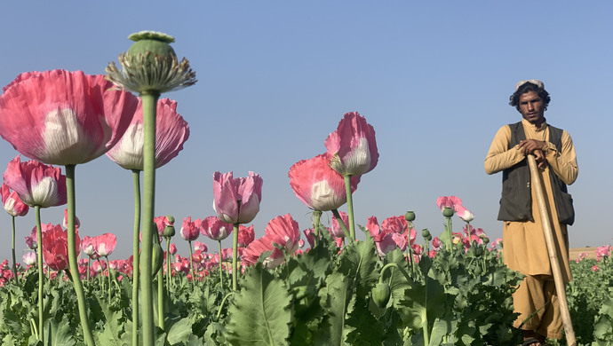 阿富汗临时政府宣布禁止种植罂粟