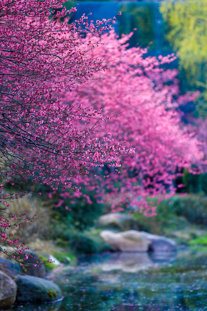 转存!一起感受江苏春日限定壁纸