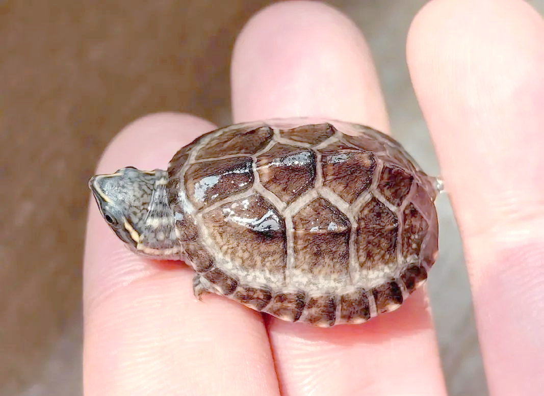 麝香龟:虽然体味"迷人",却好养至极!