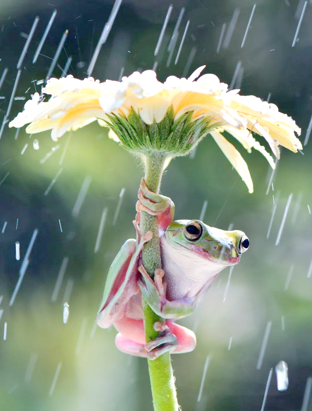 众多动物与植物共赏春光,展现和谐画面