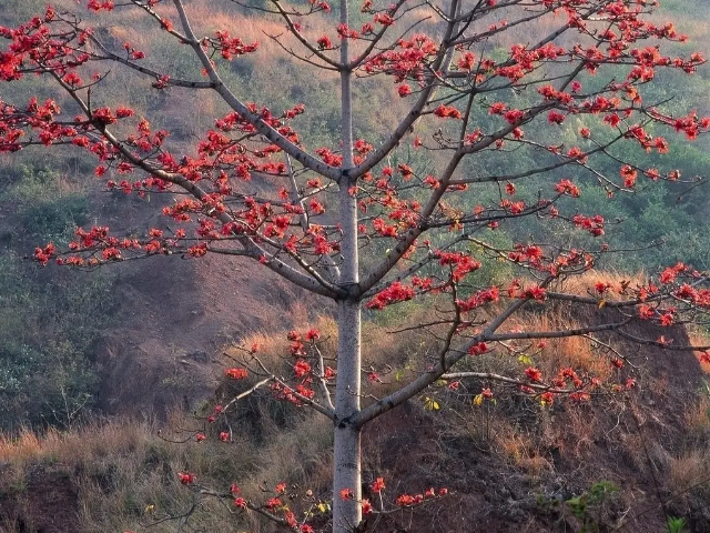 红漆树有什么作用