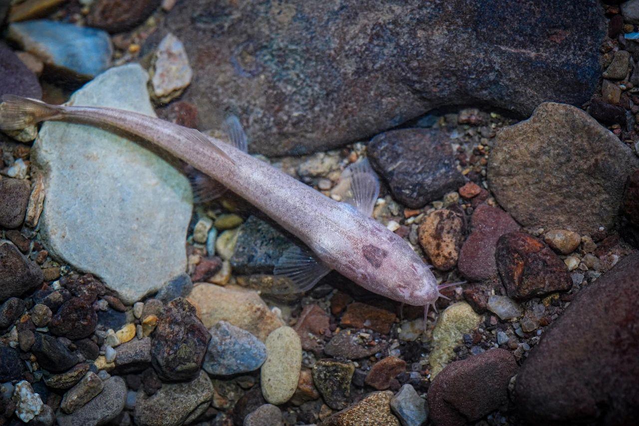 川洞山鳅!长江干流以北地区首次发现洞穴鱼类新物种