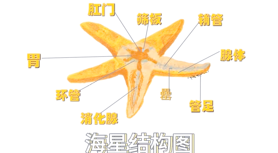 海星——大海中的繁星,色彩斑斓的生物世界