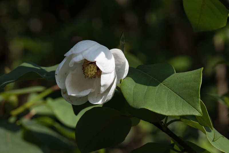 贵州发现国家重点保护野生植物圆叶天女花
