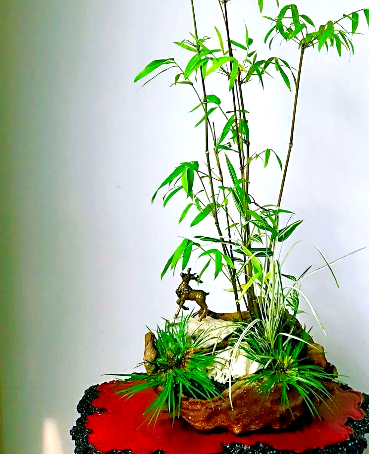 竹子盆景:探寻禅意之美与财运象征