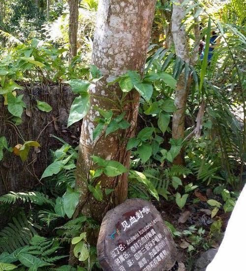 "致命毒树见血封喉的神秘力量!毒性逼近秒杀,内致命真相揭秘!