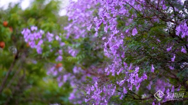 云南通海:蓝花楹开了,快来感受浪漫初夏