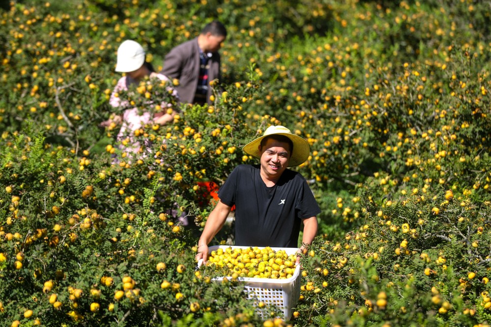 贵州龙里:刺梨"小野果"做成大产业