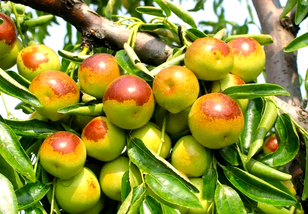 山东沾化冬枣:老一辈枣农的坚守与传承