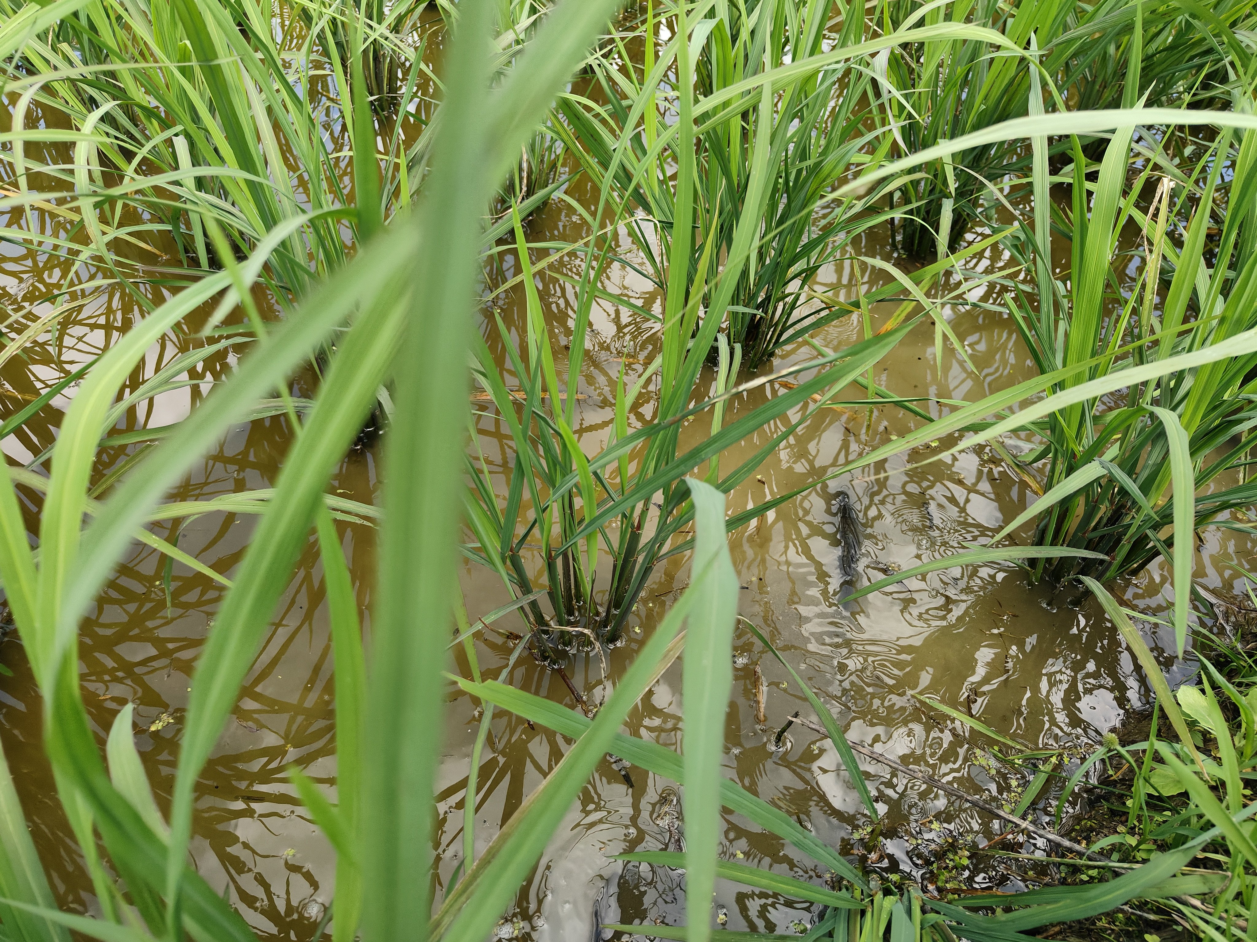 惠水县雅水镇:6500斤鱼苗下田 稻鱼共生促增收