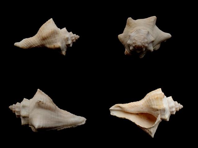 每日一海洋照529:角香螺