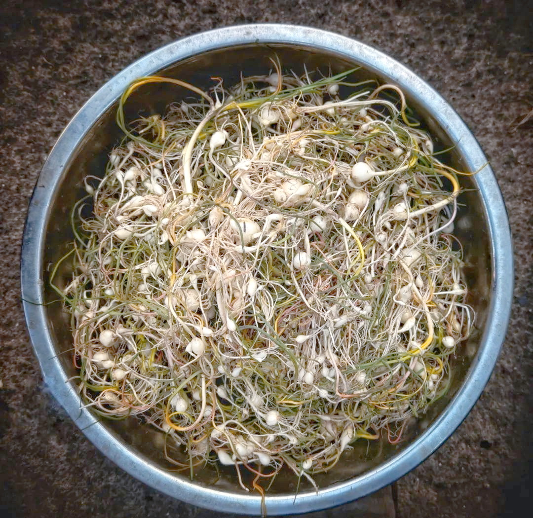 本溪春天山野菜全攻略:尝鲜与健康兼备