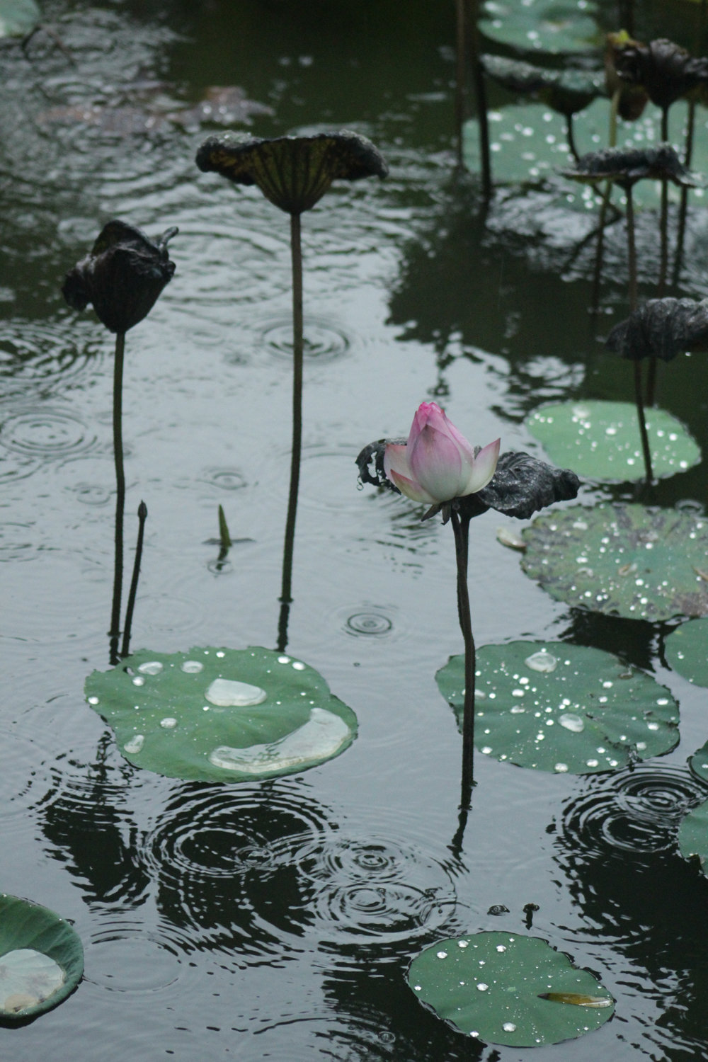 「散文」听雨煮茶,静享半盏时光