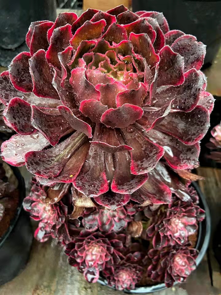 极致状态的"水墨画"法师多肉,有人说可以媲美牡丹,可惜太娇贵