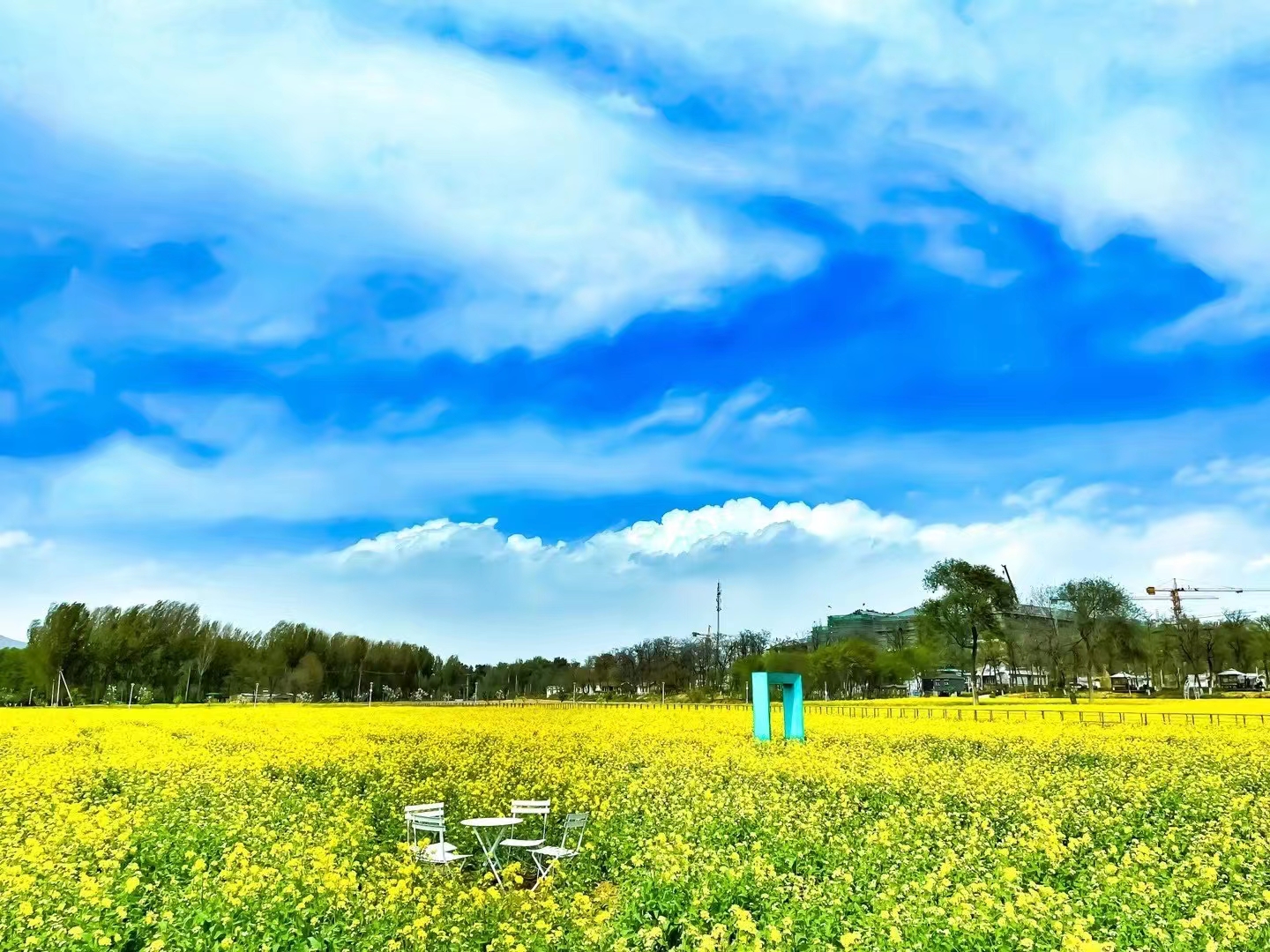 怪村油菜花海节开幕,将持续至5月初