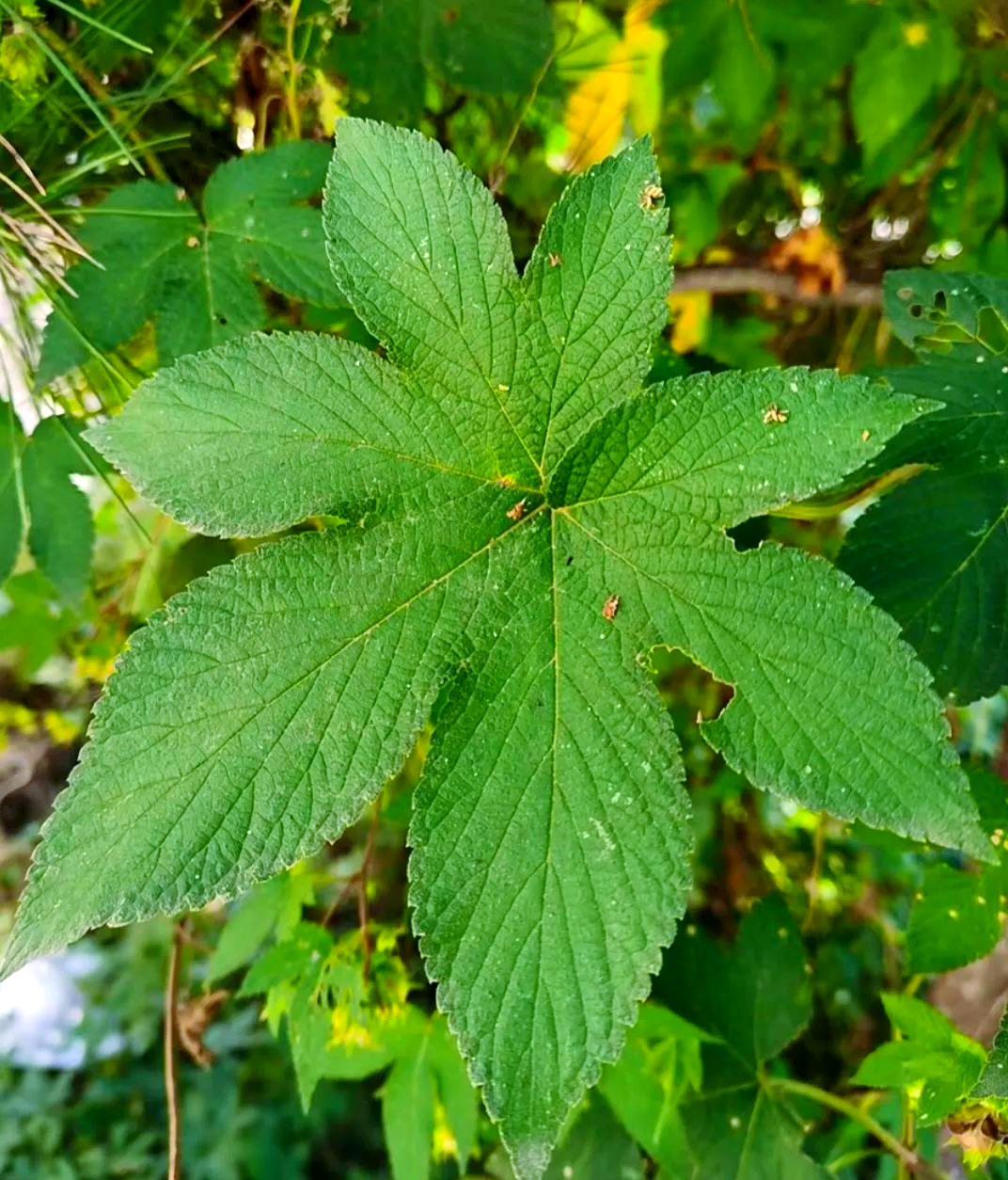 拉拉秧:一种具有多重功效的草本植物
