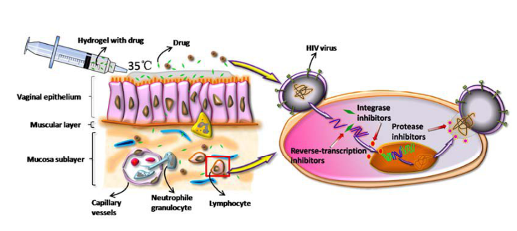 邻二酚壳聚糖水凝胶 甲基纤维素温敏凝胶
