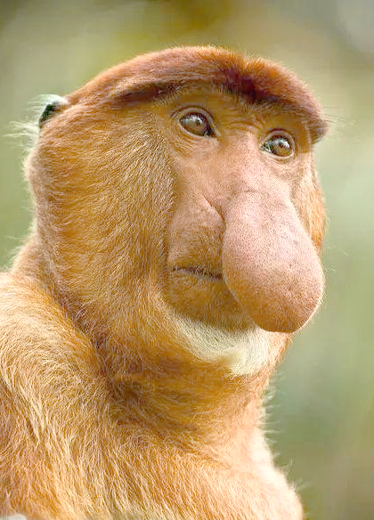 动物的鼻子:功能,形态与进化奥秘大揭秘