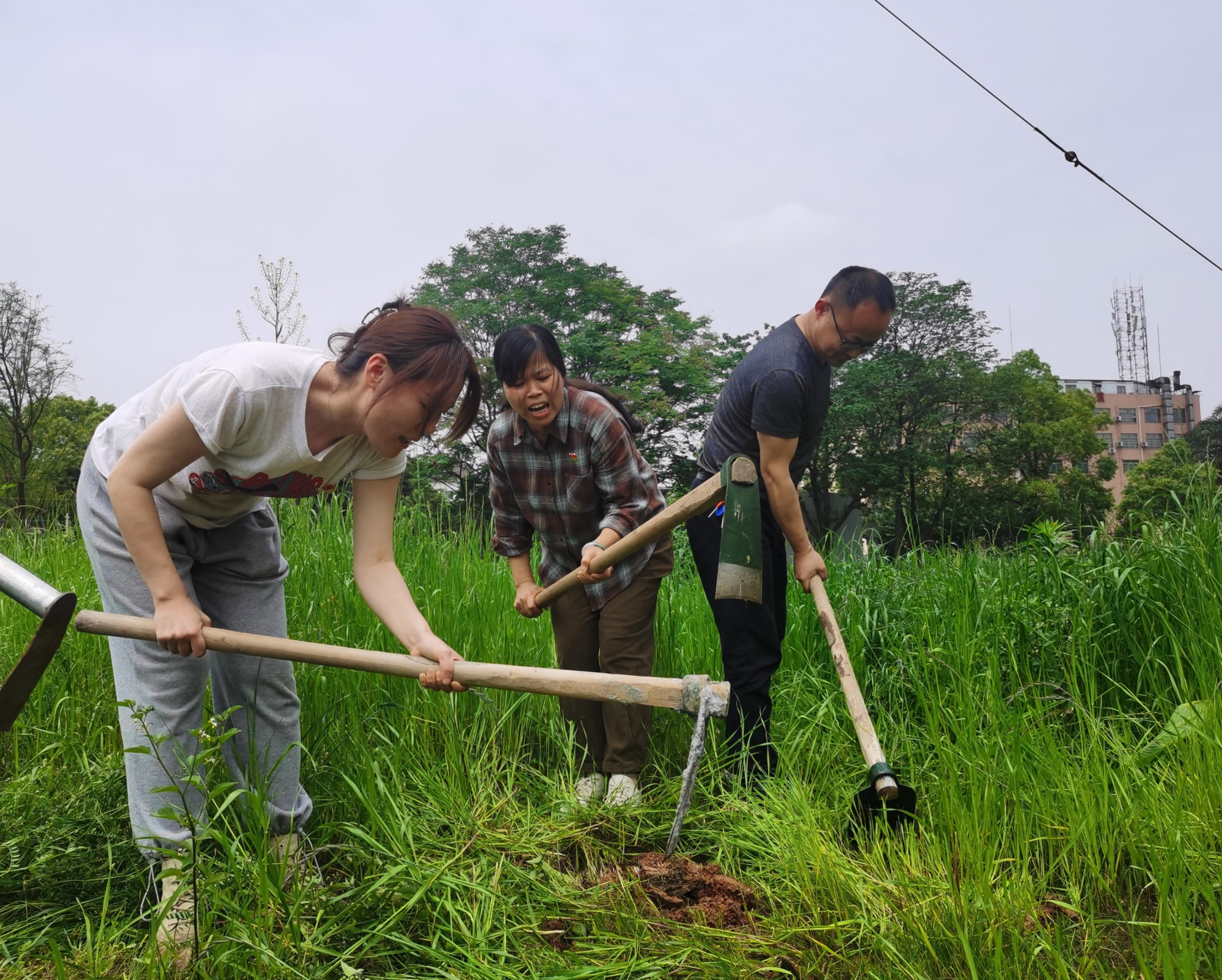 天鹅湖学校党支部开展义务除草,开垦荒地活动