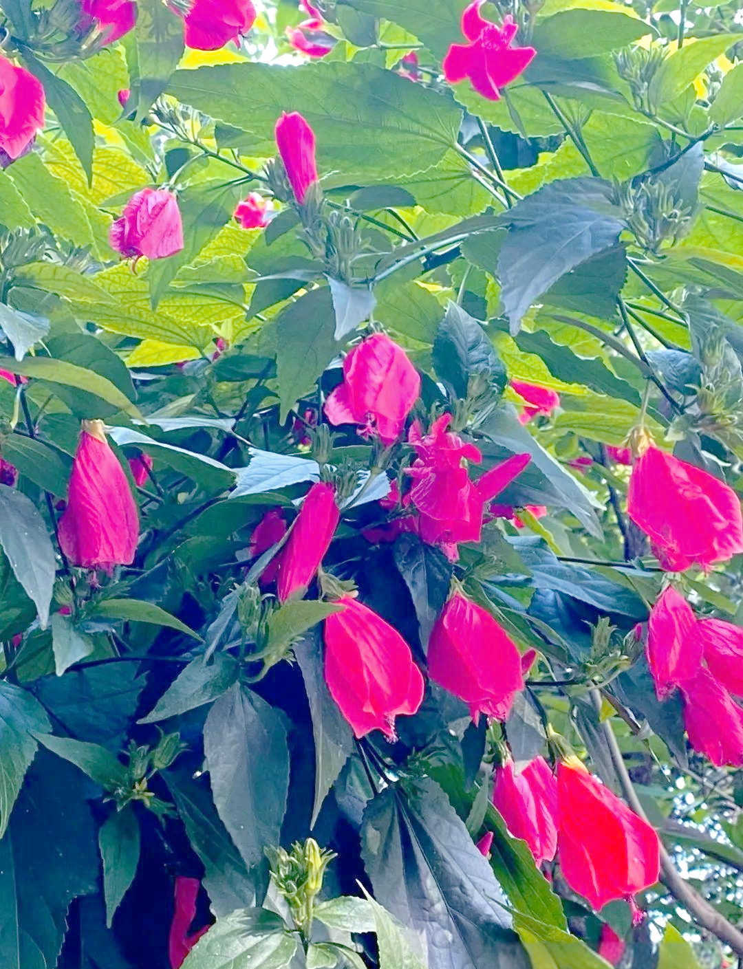 垂花悬铃花:一种生机盎然的热带观赏植物