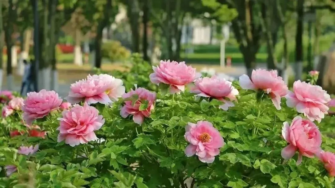 江南大学开放通知!