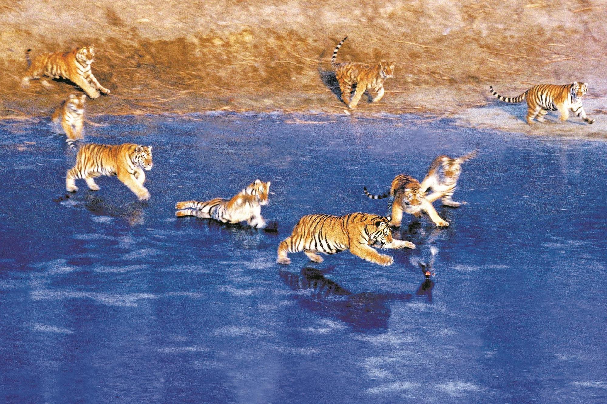 东北虎野性归来