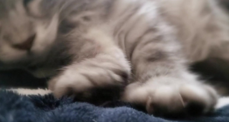 猫在人身上踩奶是什么意思