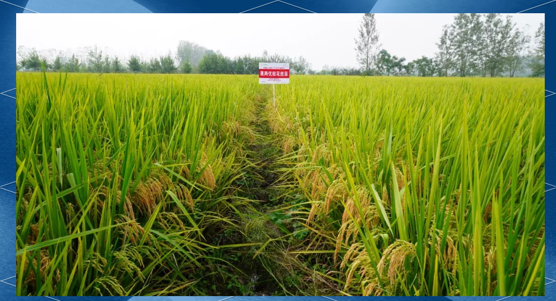 「果两优桂花丝苗」优质稻品种全面介绍