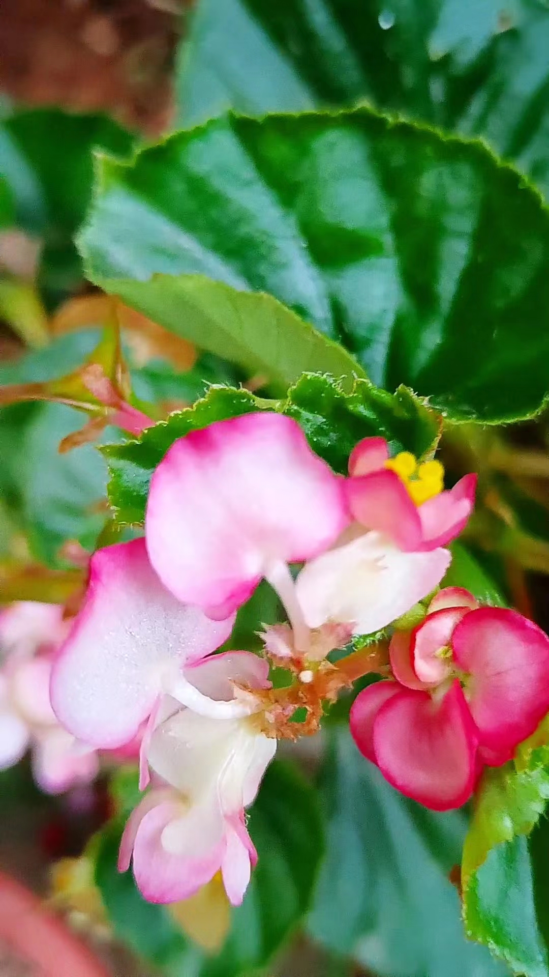 四季海棠叶子宽大翠绿,花朵粉红色像蝴蝶