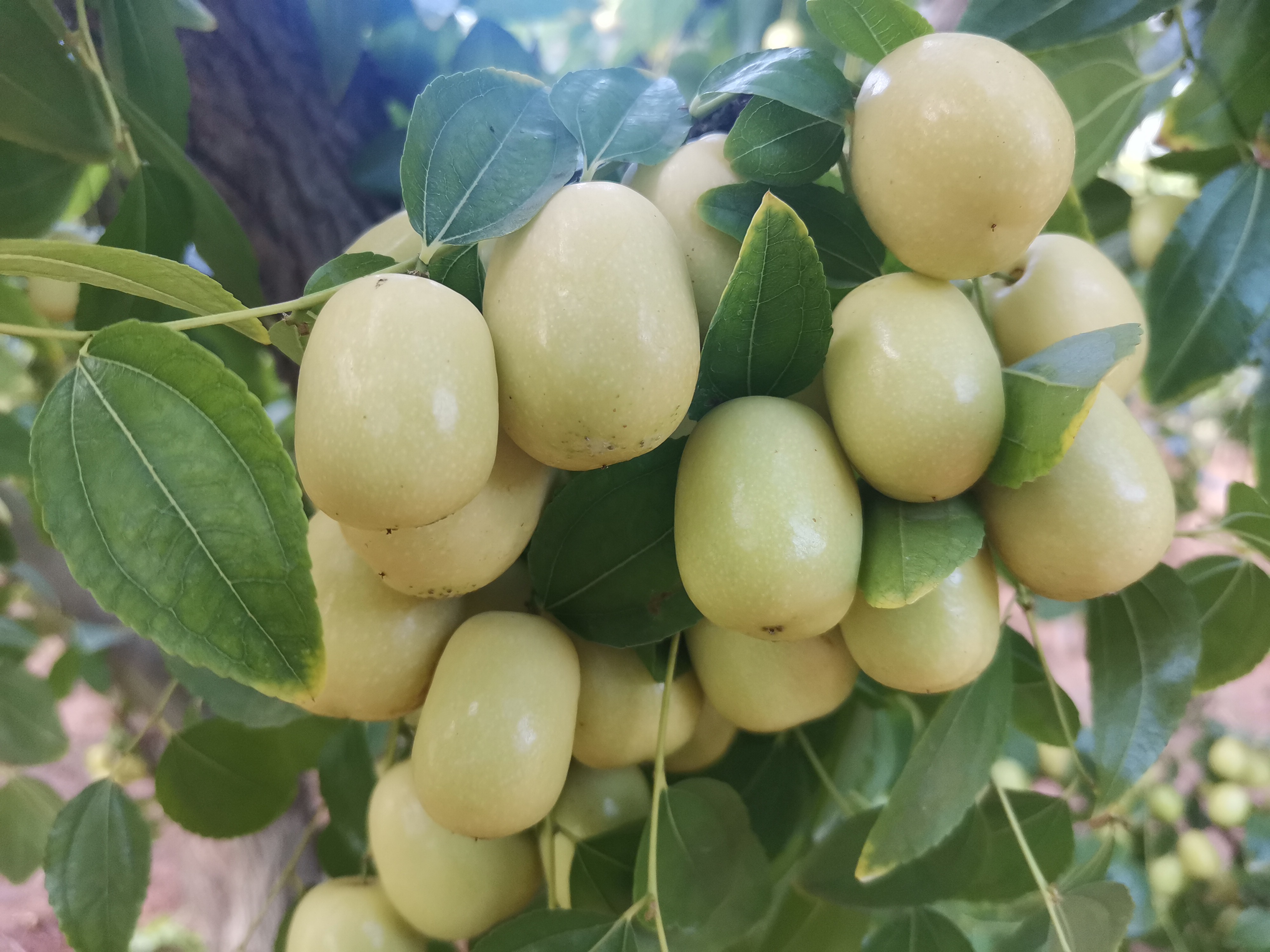 大棚米枣上市枣农迎来丰收季