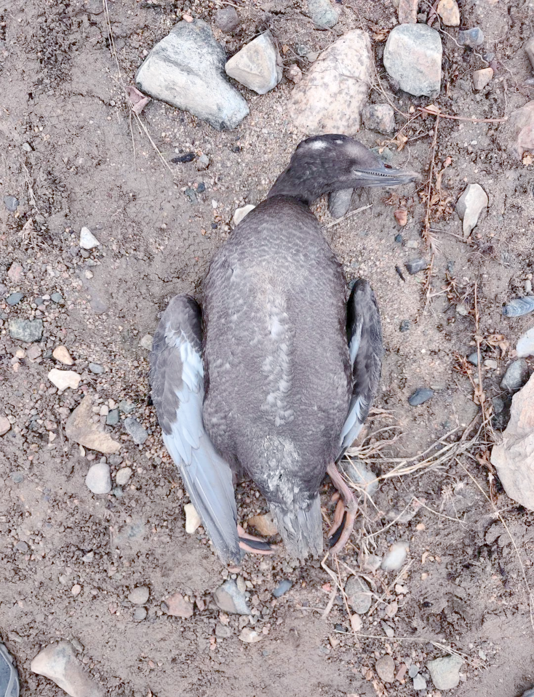 海番鸭:一种见不到大海的潜水鸭类