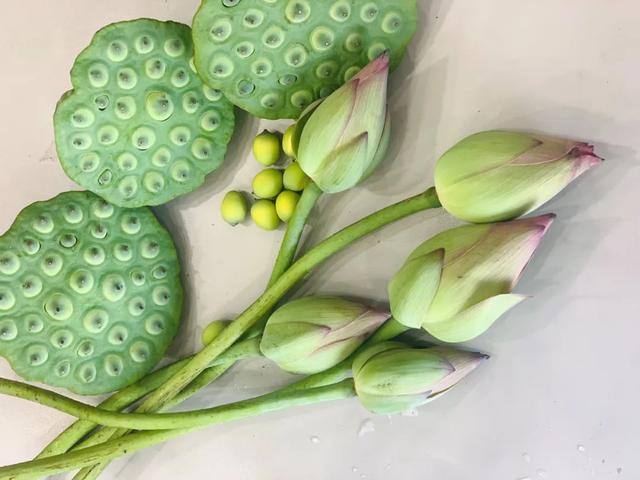 天气越热长势越好建德里叶白莲正当季