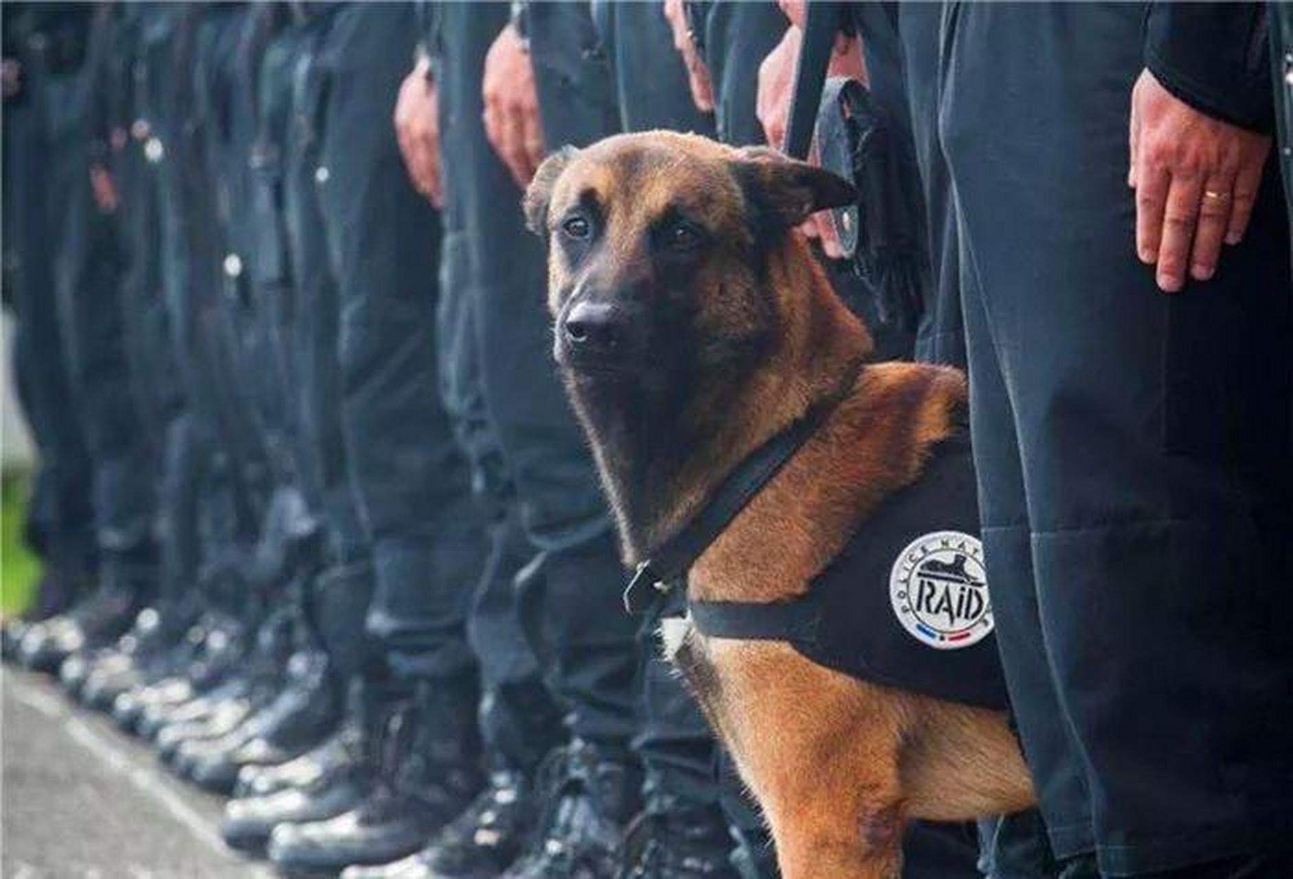 90%的警犬一辈子都是单身狗,正常服役8年,既不能找对象,也不能绝育,那