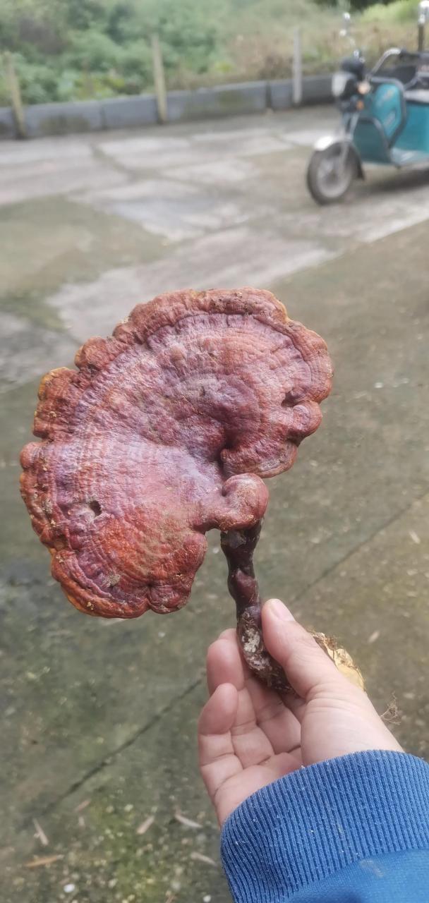 在后山发现一颗野生千年灵芝, 色泽褐红