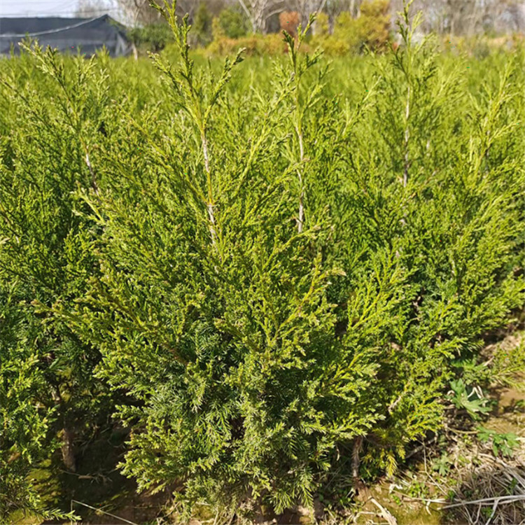 5米龙柏球 60-80公分小龙柏基地 自产自销