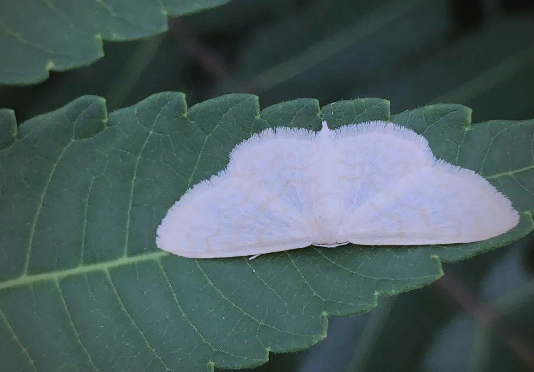 多种尺蛾分布广泛,它们有什么独特魅力