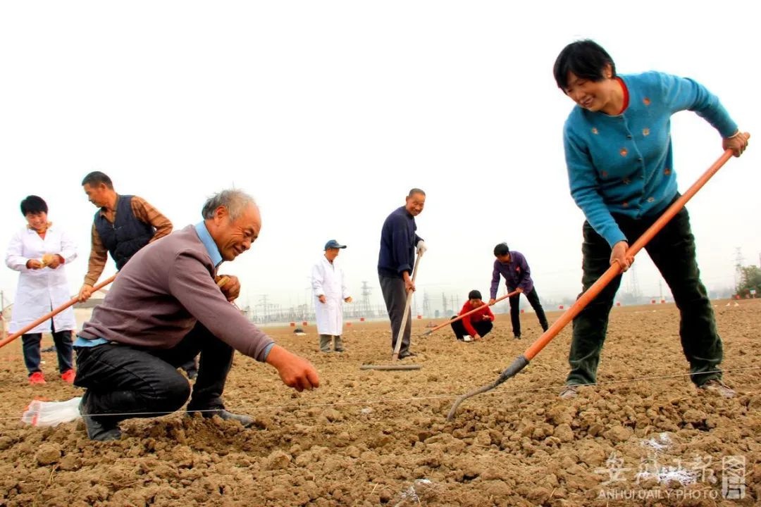 安徽濉溪:育种田里冬小麦播种忙