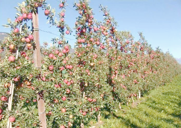 果树栽培中常用的树形有哪些