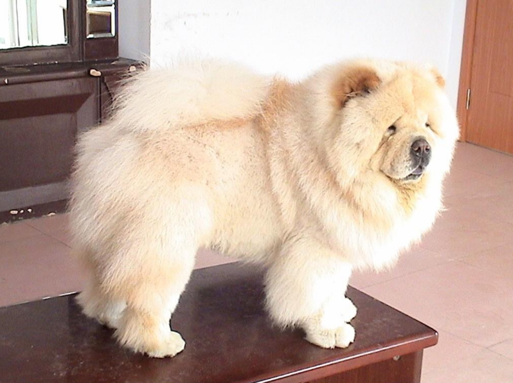 长毛的狗狗,分别都有哪些品种呢?