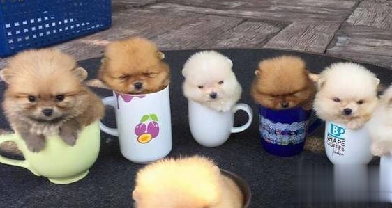 茶杯犬背后的真相是什么 茶杯犬是畸形产物吗