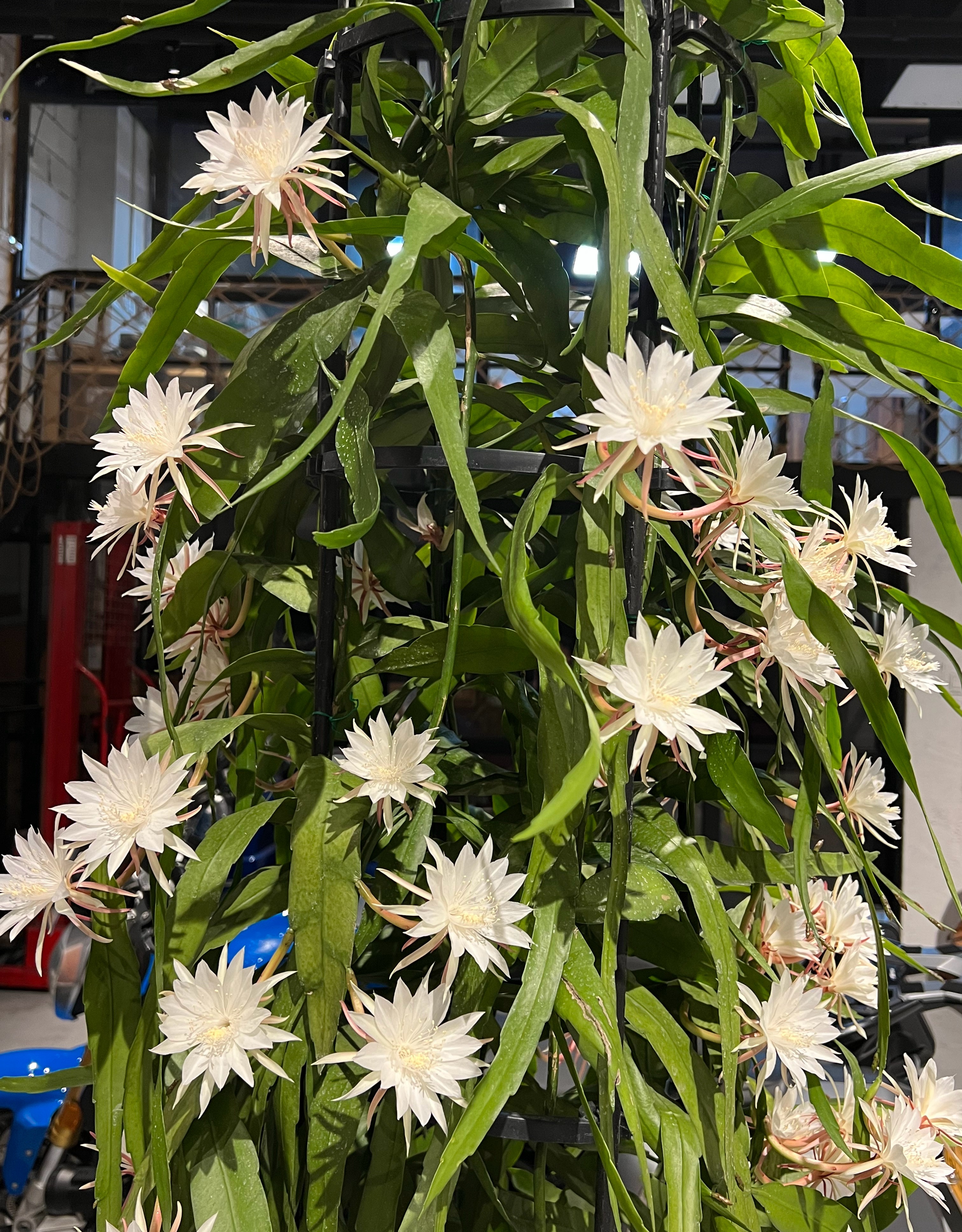 适合北阳台养的植物—小叶昙花,耐阴好养,开花勤奋,又美又香