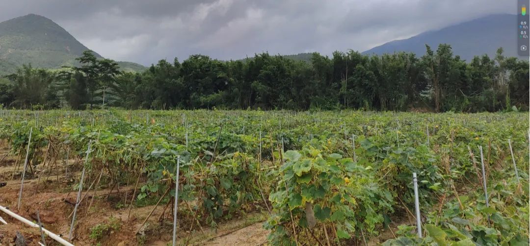 可生吃!深汕大安村奶油南瓜上市了|"百千万工程"一线报告