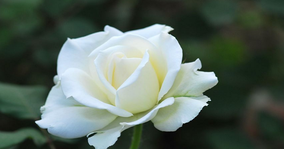 白色玫瑰花花语是什么?