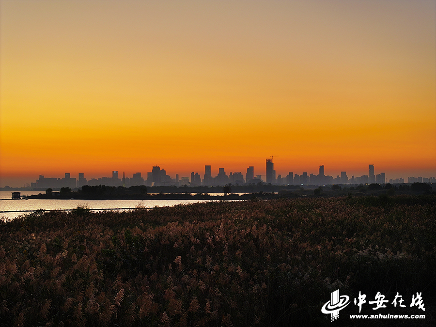 入目皆景!50张美图带你打卡合肥的秋天