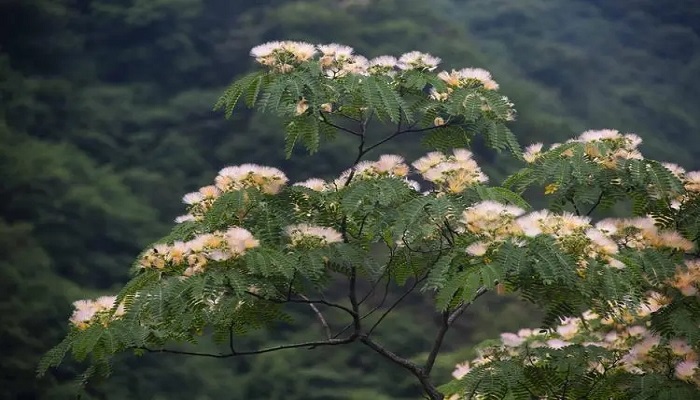 二回羽状复叶植物图片