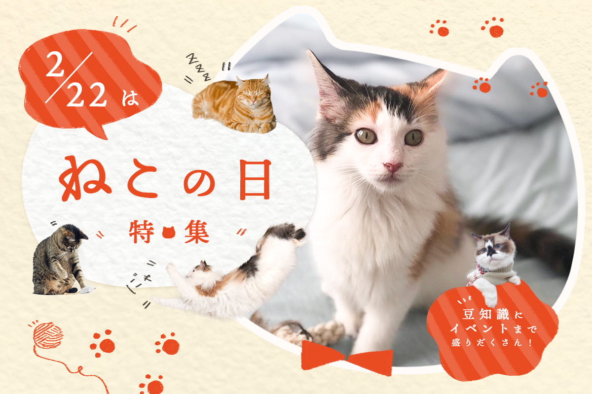 连猛男也被融化,4部日本猫咪题材日剧,每一部都能融化你的心.