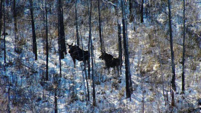 黑龙江出现三头"避水金睛兽",在林中结伴觅食,敢独自横渡海峡