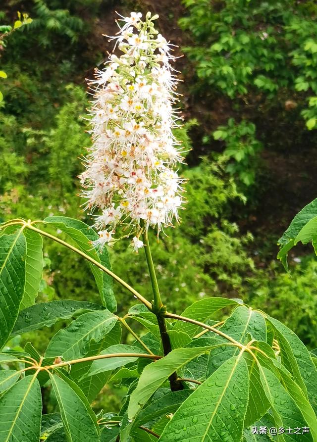 佛教圣树娑罗花盛开