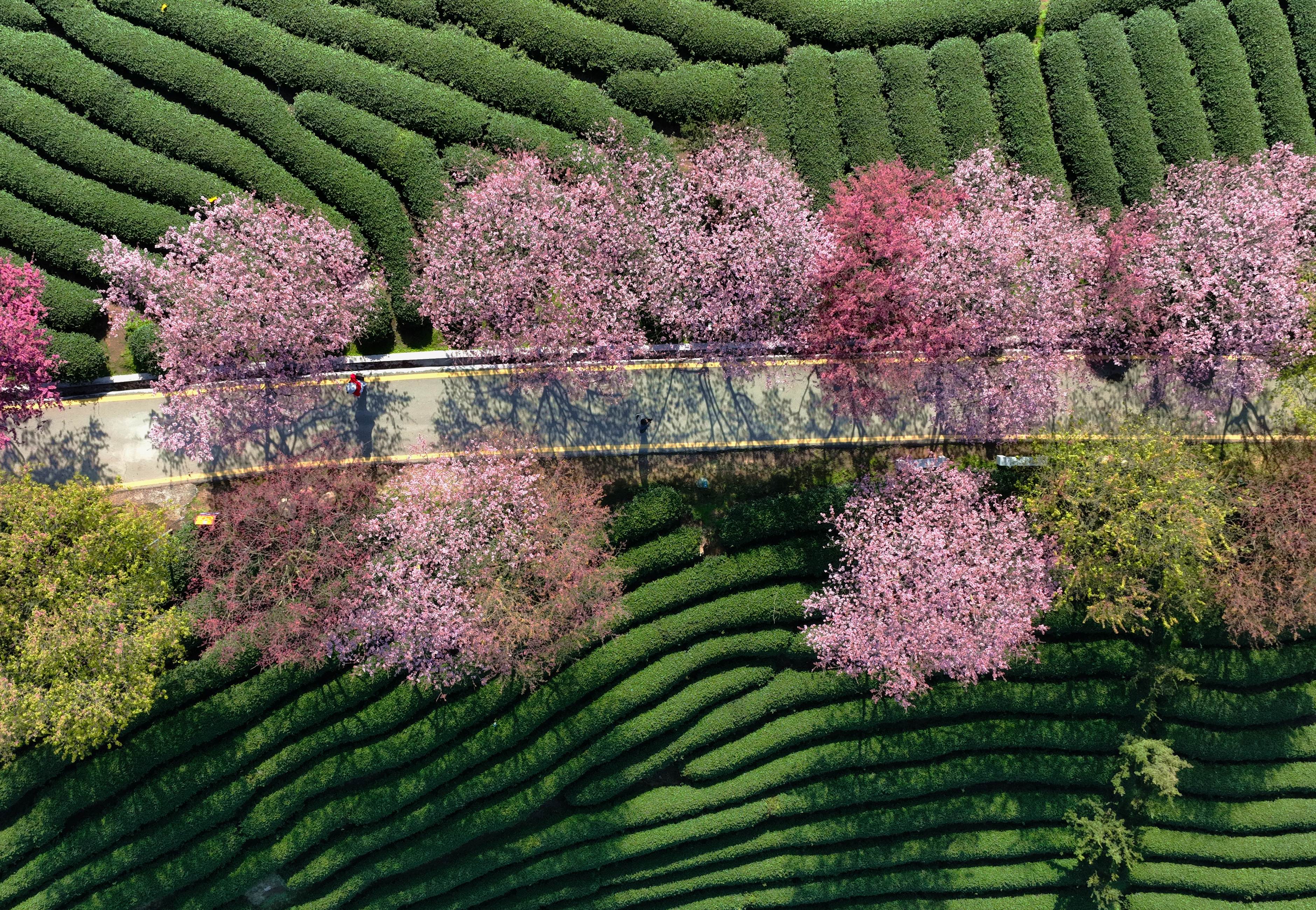 福建漳平:万亩茶园樱花开