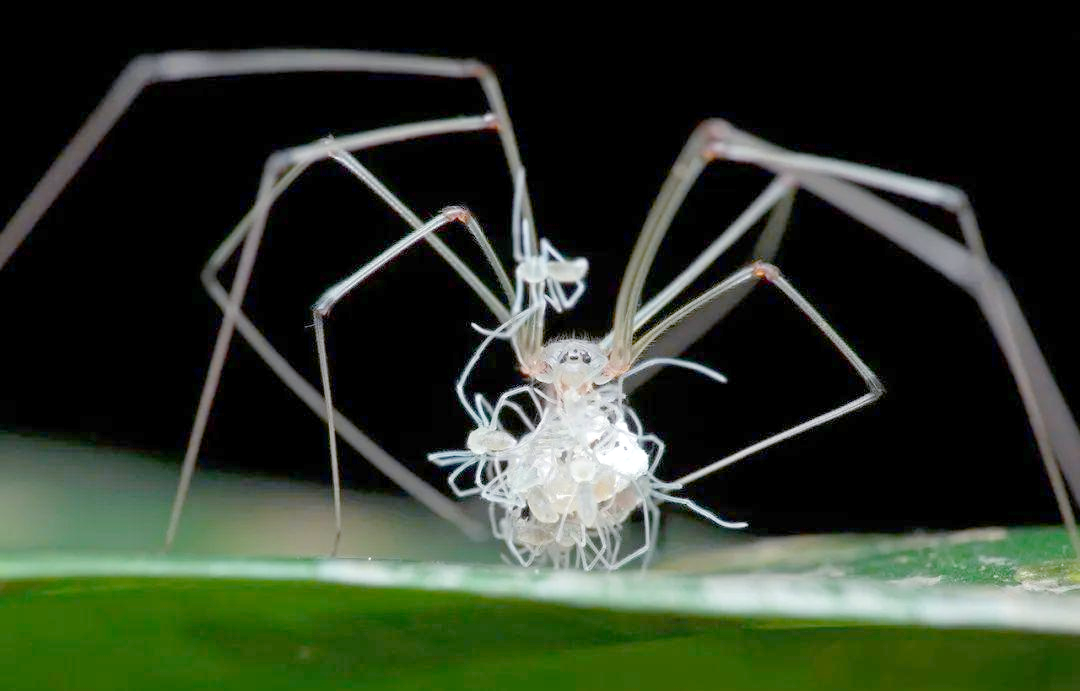 揭秘幽灵蜘蛛:家中的不速之客与自然帮手